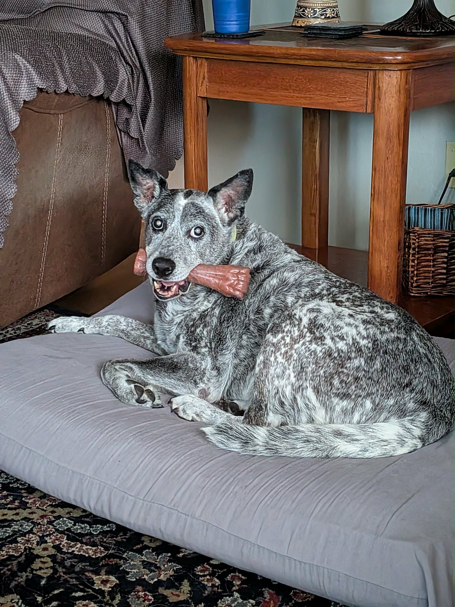 Blue and his bone